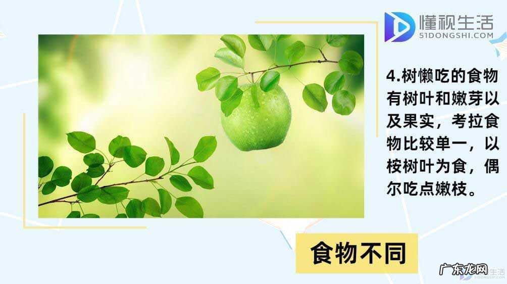 树懒和考拉的区别图片? 树懒和考拉的区别