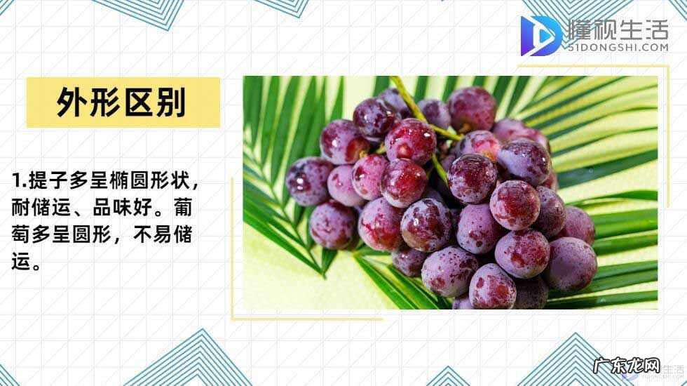 葡萄品种排名前十? 提子和葡萄的区别