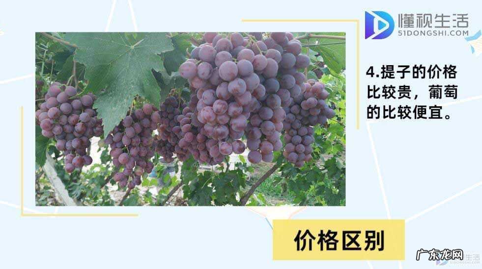 葡萄品种排名前十? 提子和葡萄的区别