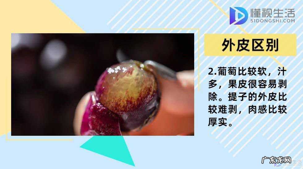 葡萄品种排名前十? 提子和葡萄的区别