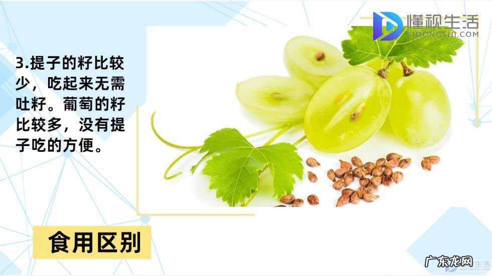 葡萄品种排名前十? 提子和葡萄的区别