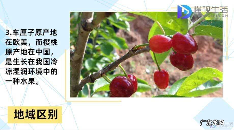 车厘子树苗适合哪里种? 车厘子和樱桃的区别