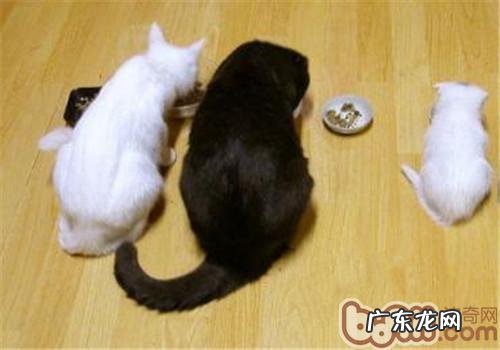 慎重:鸡肝会形成猫咪缺钙