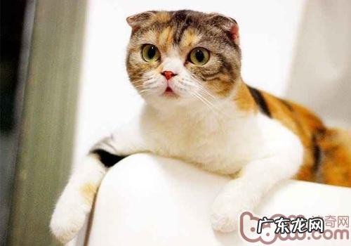 猫咪为什么不爱吃东西了