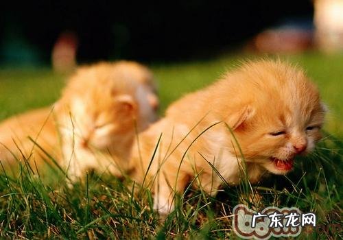 让漂泊猫狗挑选自己的生活方式