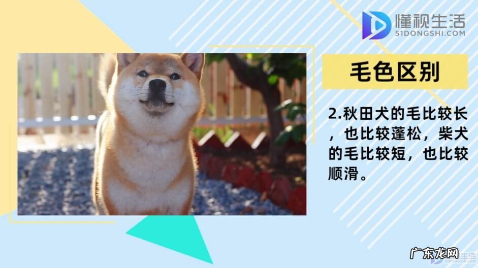 柴犬和秋田犬哪个贵? 柴犬和秋田犬的区别