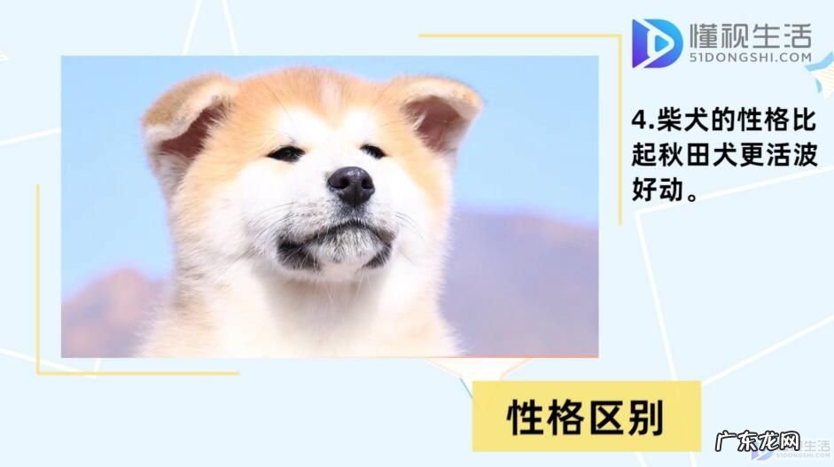 柴犬和秋田犬哪个贵? 柴犬和秋田犬的区别