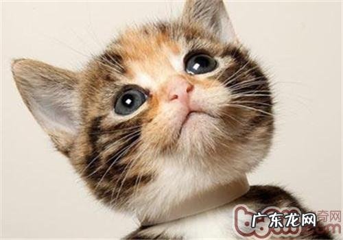 教你给猫咪进行干洗的办法