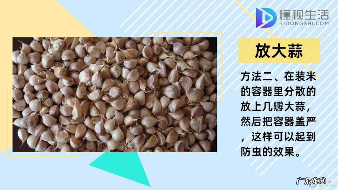 大米生虫子处理小诀窍? 大米怎么保存不生虫子