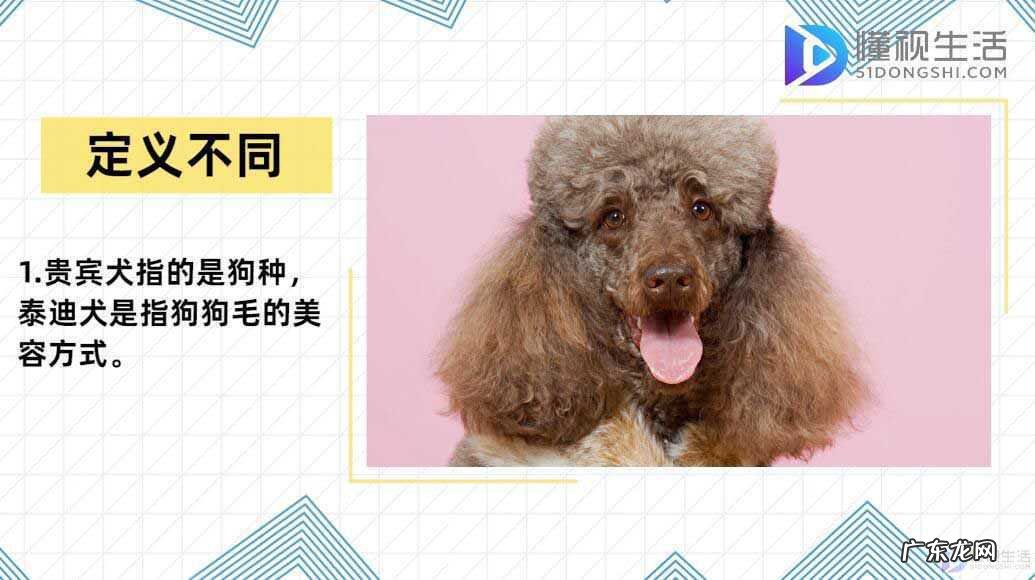边牧? 贵宾犬和泰迪的区别