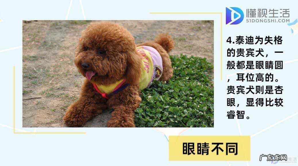 边牧? 贵宾犬和泰迪的区别