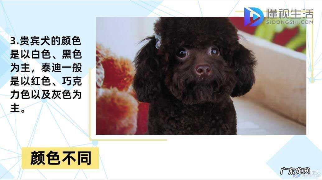 边牧? 贵宾犬和泰迪的区别