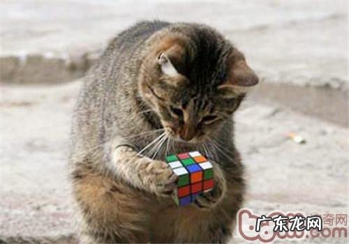 【测验】自家猫咪的智商有多高？