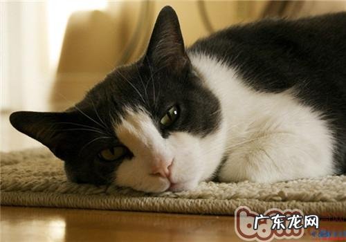 猫咪美容需求的常见用品