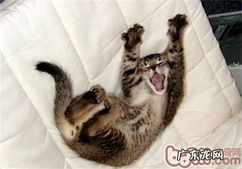 猫咪睡醒后为什么会打呵欠