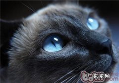 猫咪的视觉究竟是怎样的？