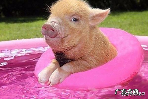 怀孕母猪采食量下降怎么回事,怎么解决?