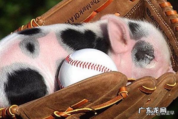 怀孕母猪采食量下降怎么回事,怎么解决?