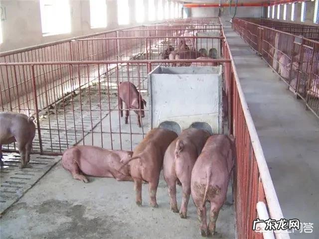 怀孕母猪采食量下降怎么回事,怎么解决?