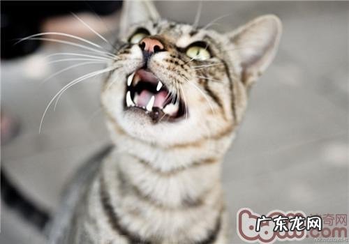 猫一切的叫声都有其意义地点