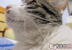 猫灵敏的胡须