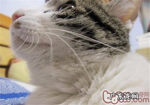 猫灵敏的胡须
