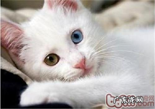 猫咪身上的毛团怎样解开