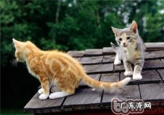新旧宠物猫共处应留意四点
