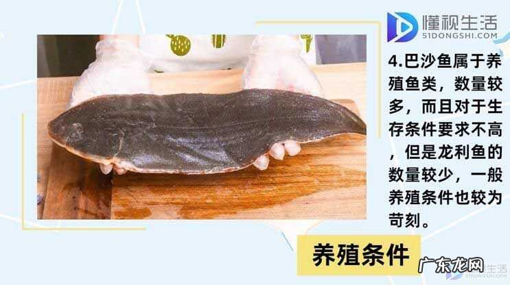 巴沙鱼为什么不能吃? 巴沙鱼和龙利鱼的区别