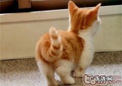 猫咪的小尾巴有大效果