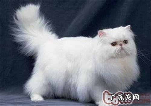 山东狮子猫和波斯猫的分辩办法