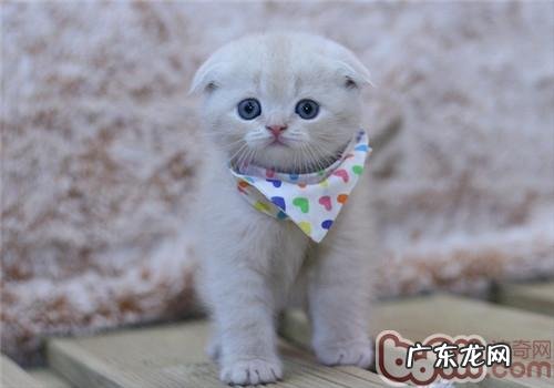 关于苏格兰折耳猫的传奇