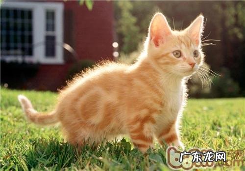 春天猫咪维护心得