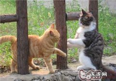 猫咪交朋友的方法