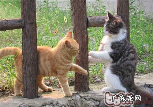 猫咪交朋友的方法
