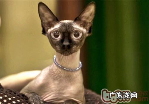 短毛猫的干流是“杂种”