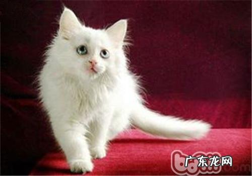 猫有洁癖的原因剖析