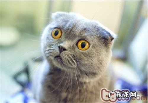 苏格兰折耳猫好养吗?