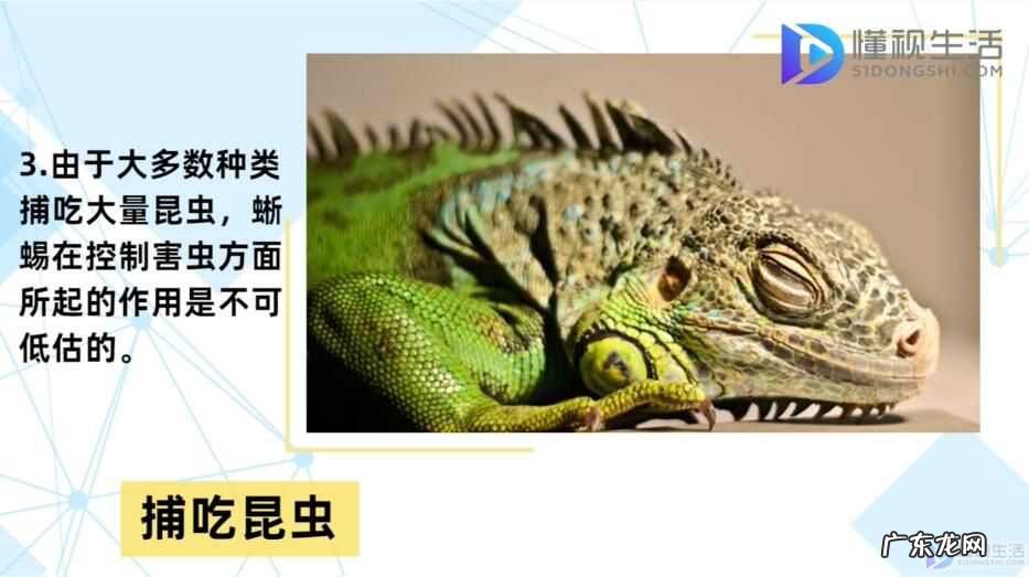 宠物蜥蜴吃什么食物? 蜥蜴吃什么食物