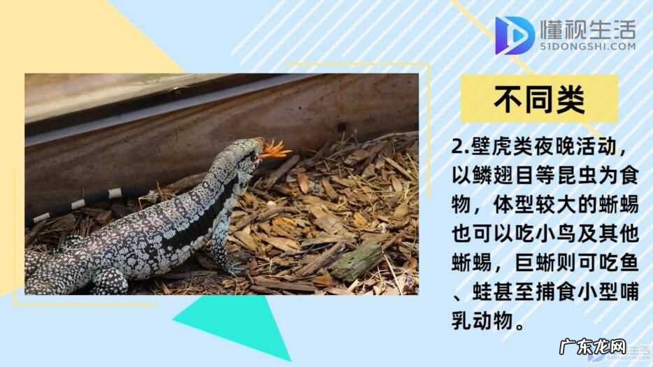 宠物蜥蜴吃什么食物? 蜥蜴吃什么食物