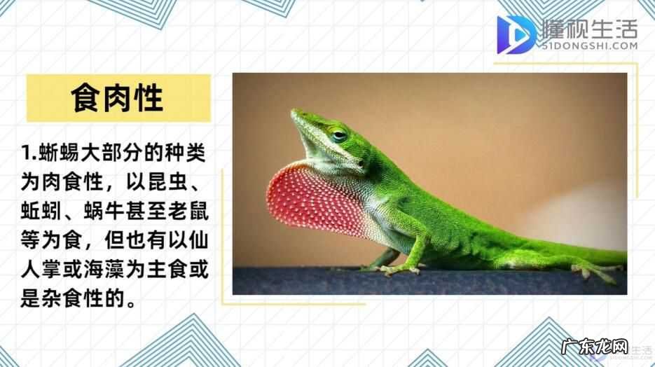 宠物蜥蜴吃什么食物? 蜥蜴吃什么食物
