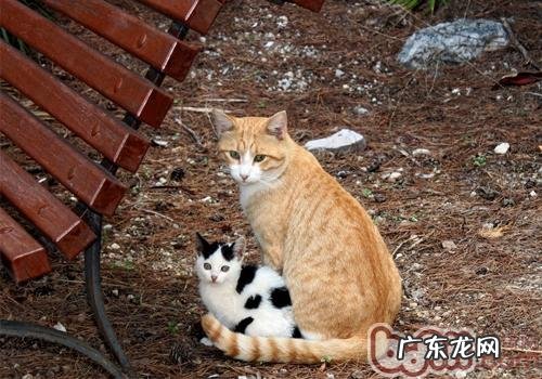 怎么挨近受伤的漂泊猫