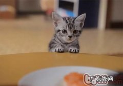 怎么让猫咪远离主人心爱的花花草草