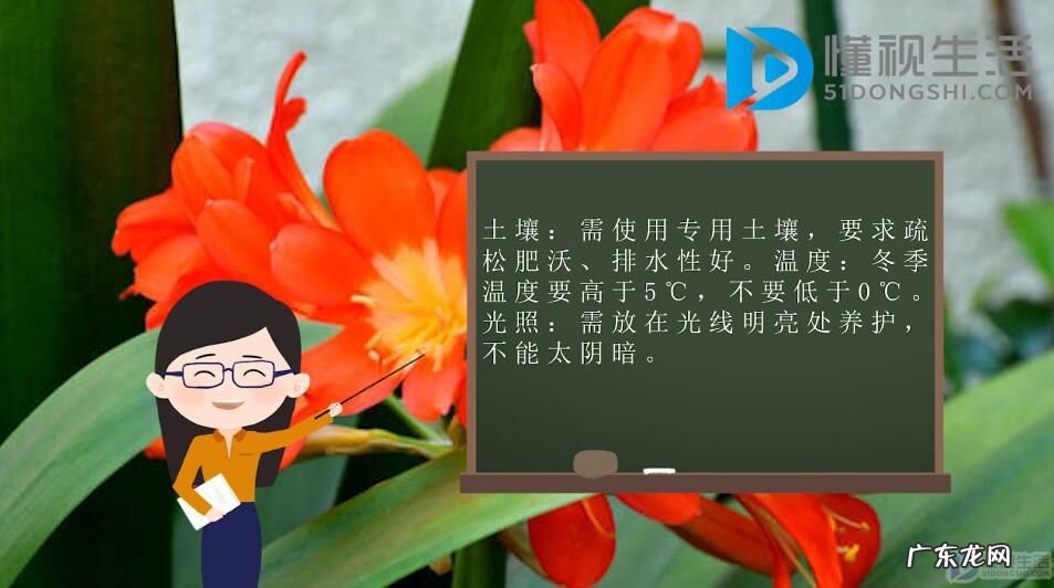 君子兰适合摆放在哪里? 君子兰的养殖方法和注意事项