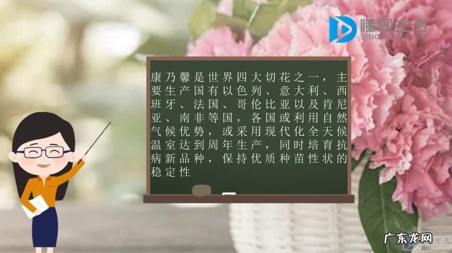 白色康乃馨的花语是什么意思？ 康乃馨的花语是什么