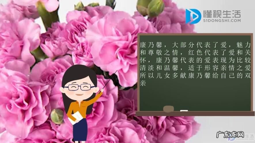 白色康乃馨的花语是什么意思？ 康乃馨的花语是什么