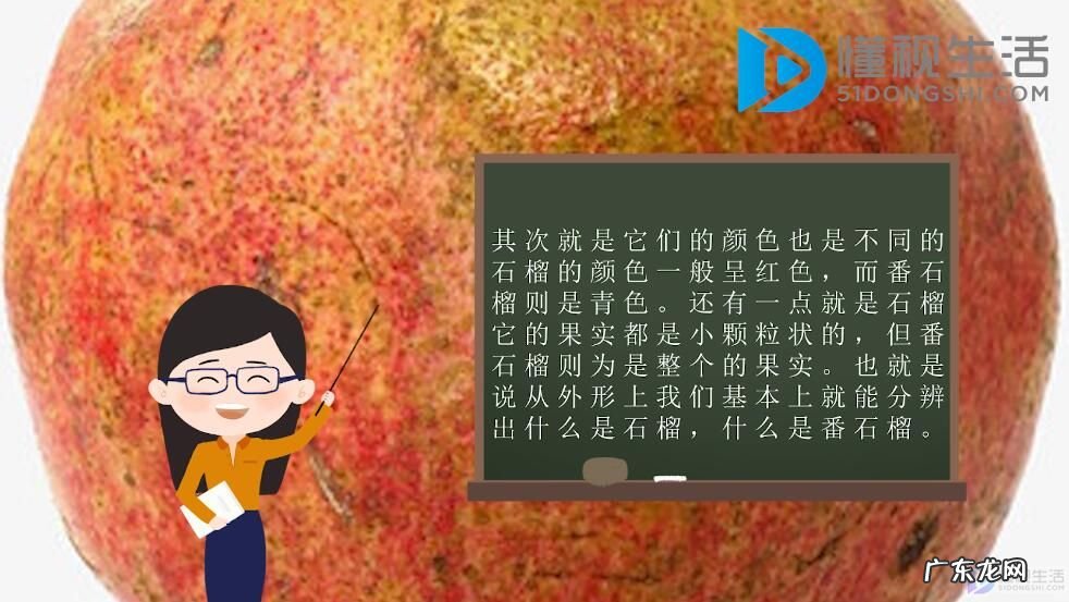 番石榴是什么水果? 石榴与番石榴的区别是什么