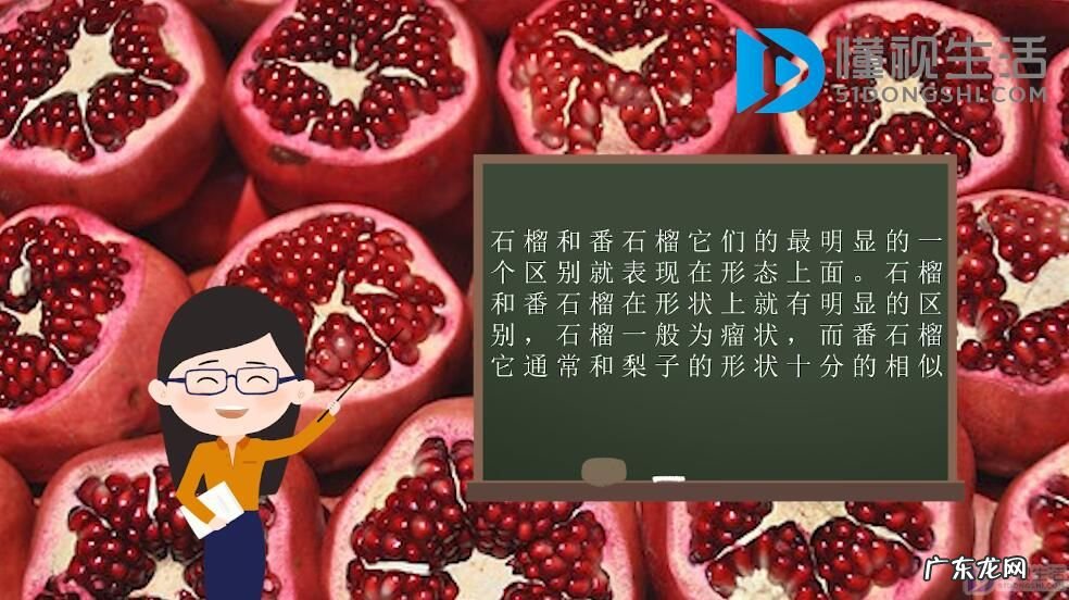 番石榴是什么水果? 石榴与番石榴的区别是什么