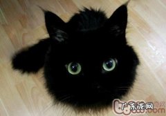 常见的短毛猫种类有哪些？