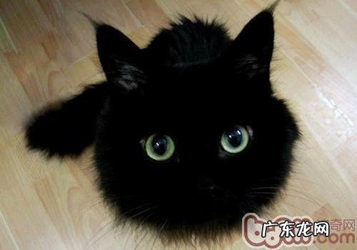 常见的短毛猫种类有哪些？